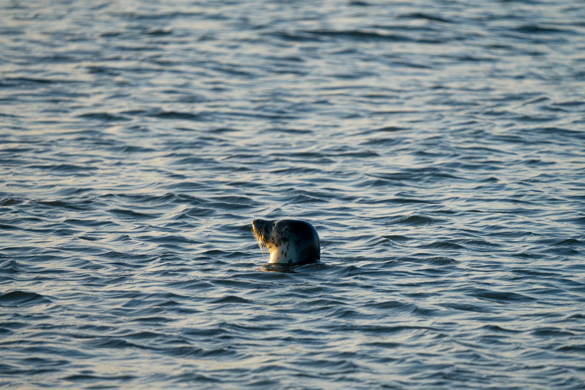 Kostenloses Stock Foto zu baden, borkum, marine