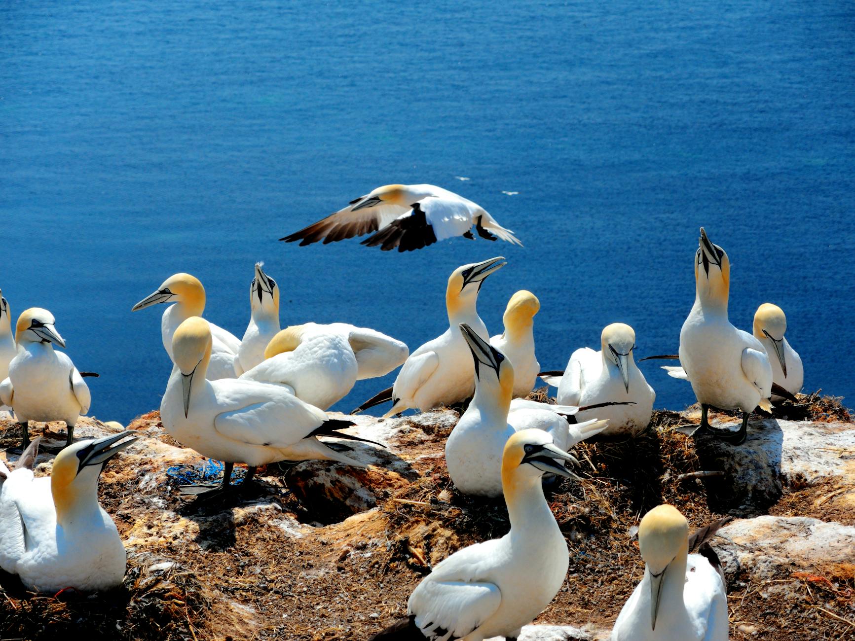 Du betrachtest gerade Entdecke Helgoland: Natur, Geschichte und Klima einer faszinierenden Insel