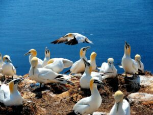 Mehr über den Artikel erfahren Die faszinierende Welt der Robben auf Helgoland: Naturparadies in der Nordsee