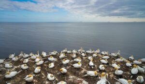 Mehr über den Artikel erfahren Die faszinierende Welt der Hummerbuden: Eine Reise durch die Geschichte von Helgoland