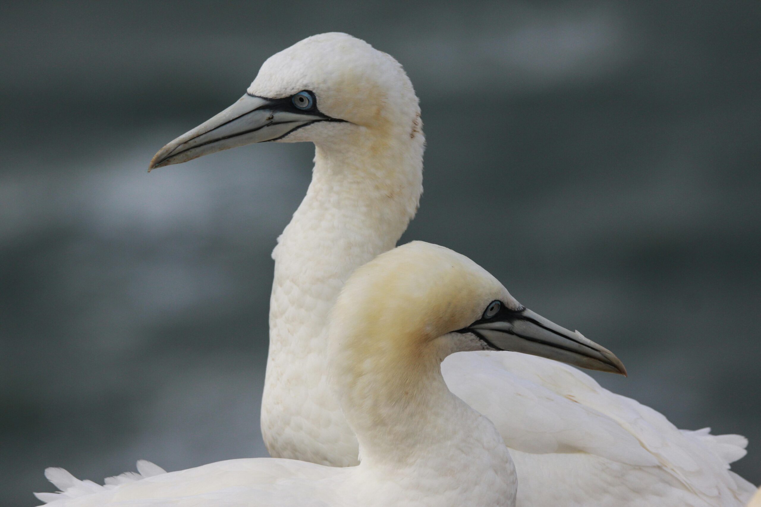 Mehr über den Artikel erfahren Die faszinierende Geschichte von Helgoland: Von der Besiedlung bis zur touristischen Attraktion