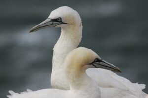 Mehr über den Artikel erfahren Die faszinierende Düne von Helgoland: Natur, Geschichte und Tourismus