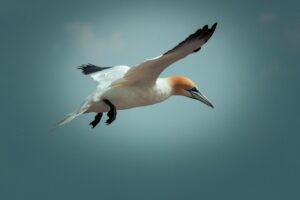 Mehr über den Artikel erfahren Helgoland: Geografie, Geschichte und Unterkunftsmöglichkeiten