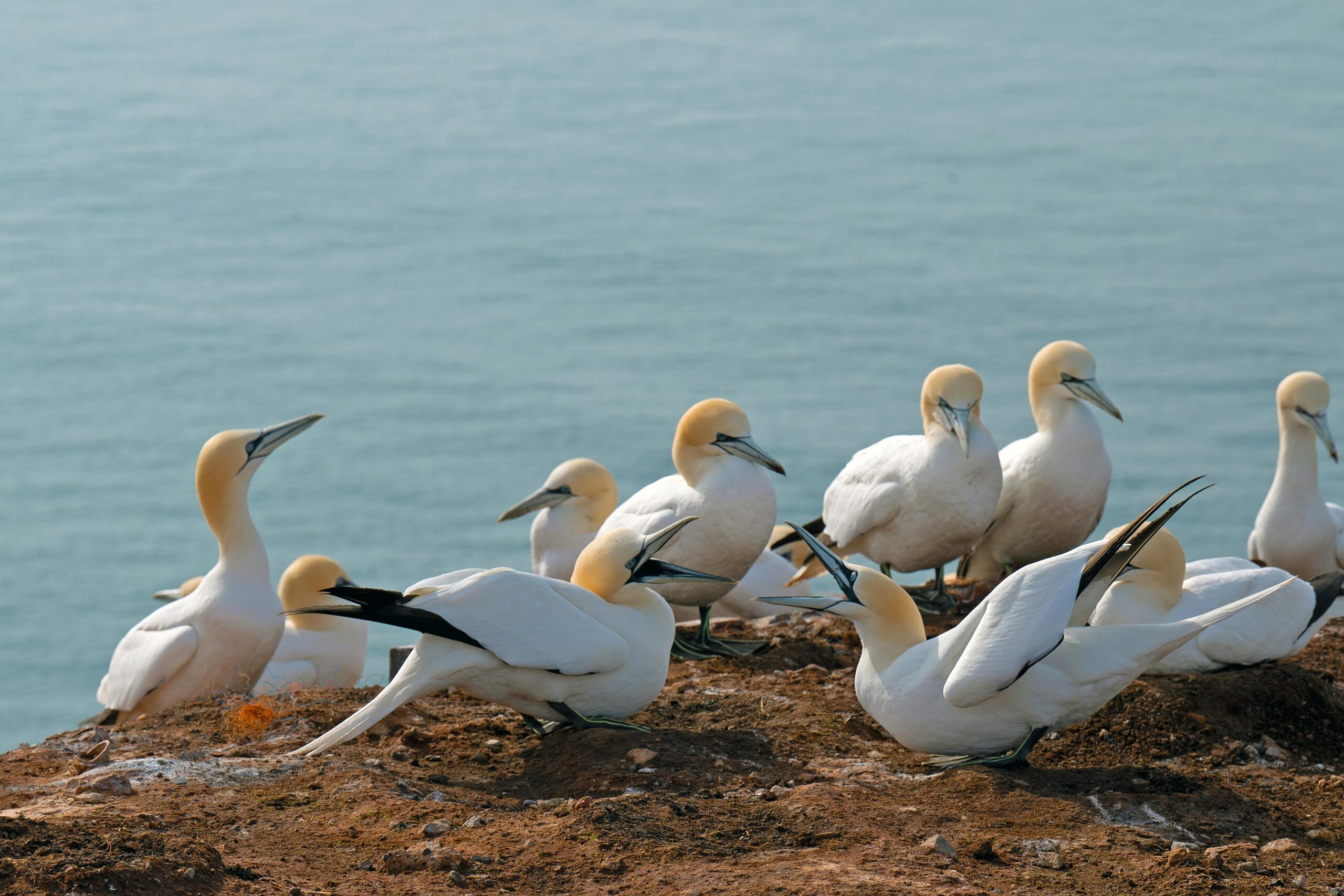 Kostenloses Stock Foto zu artenschutz, biodiversitÃ¤t, brutstÃ¤tte