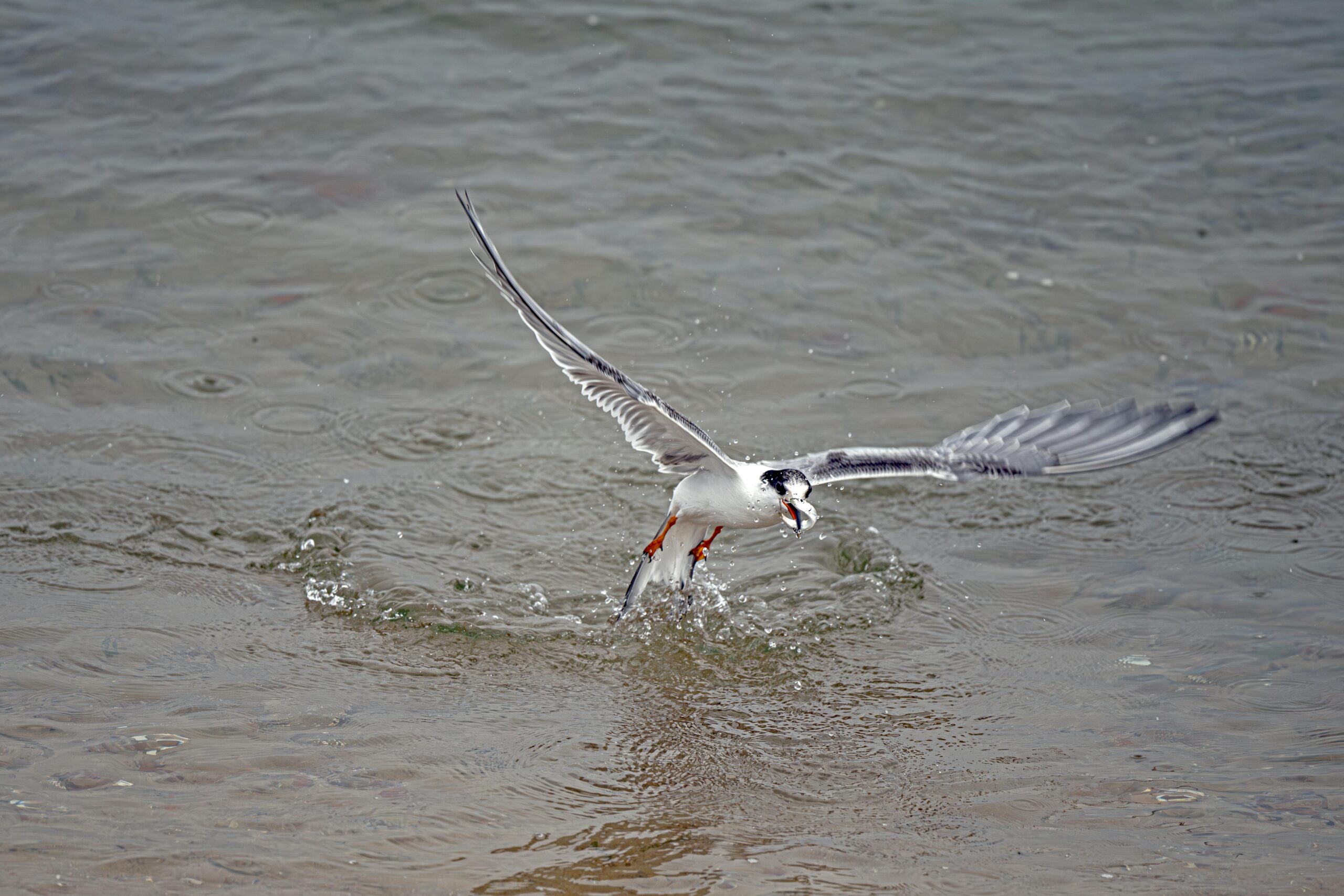 Kostenloses Stock Foto zu aktion erschossen, angeln, biodiversitÃ¤t