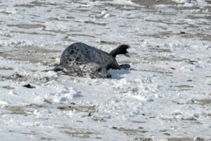 Mehr über den Artikel erfahren Entdecken Sie Helgoland: Anreise, Klima und Tipps