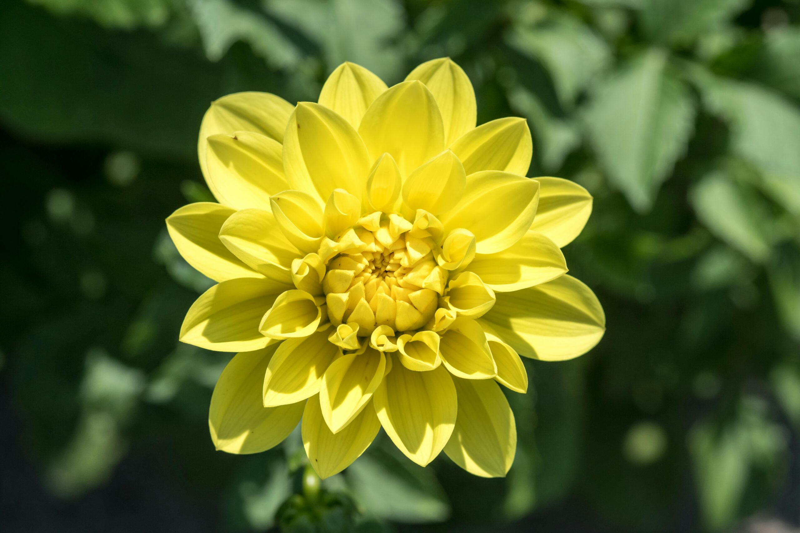 Kostenloses Stock Foto zu amants de plantes, blÃ¼hende blumen, blÃ¼hende pflanze