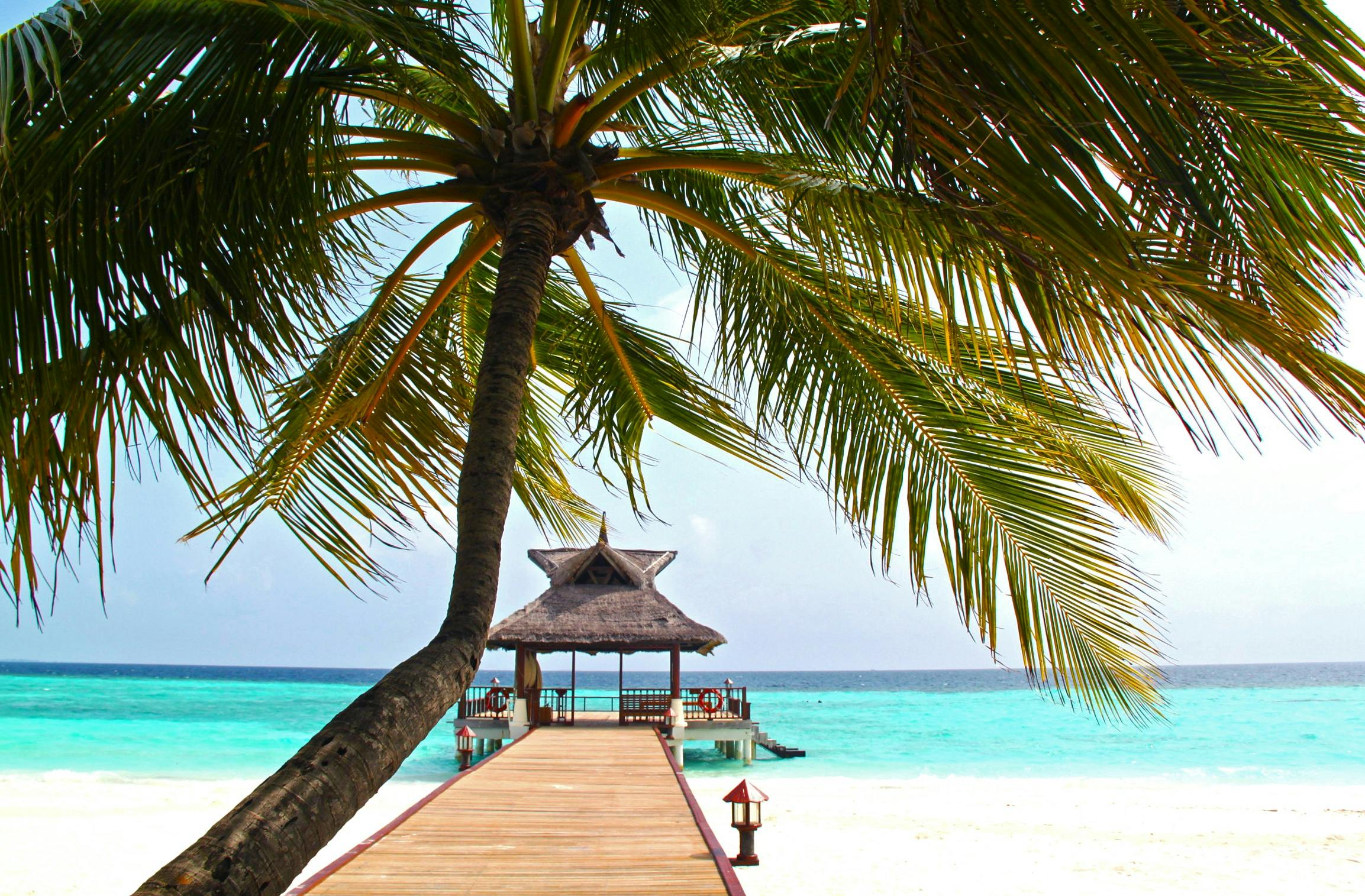 Strand Dock Mit Palme