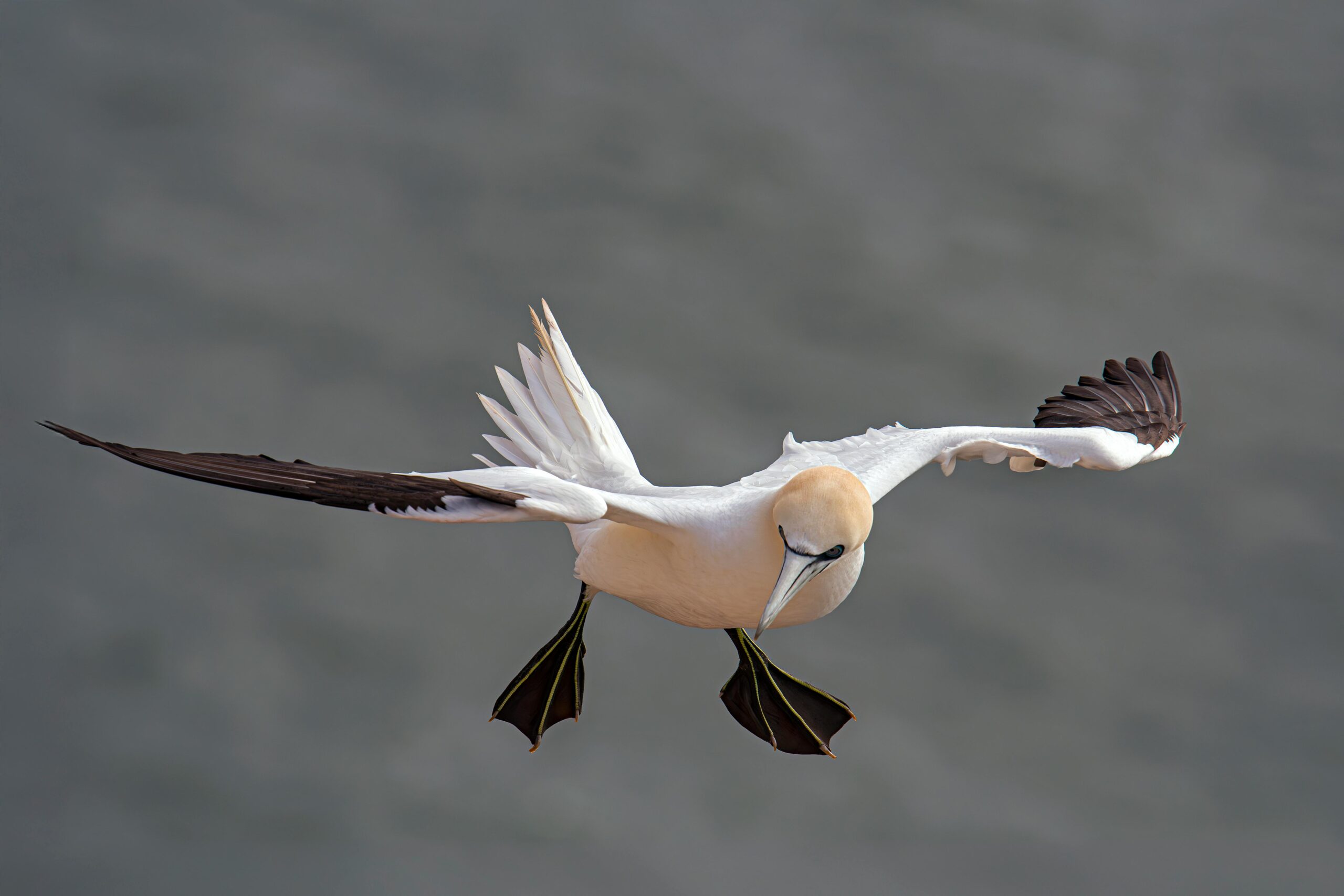 Mehr über den Artikel erfahren Allgemeine Informationen über Helgoland: Anreise und Natur