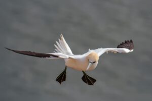 Mehr über den Artikel erfahren Helgoland: Geografie, Geschichte und der Knieper