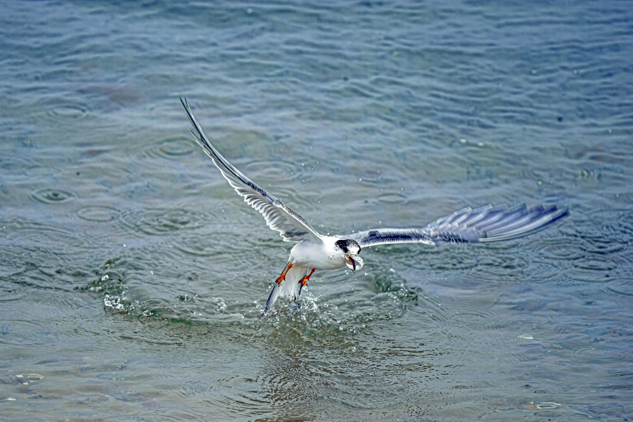 Eine Seeschwalbe fliegt anmutig Ã¼ber das Wasser, mitten in der Bewegung eingefangen, Helgoland, Deutschland.